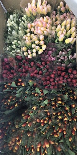 Тюльпаны. Разнообразие красок