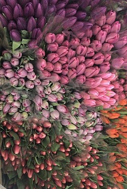 Тюльпаны. Разнообразие красок