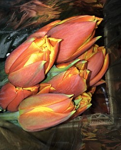 Тюльпаны пионовидные 